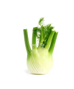 Fennel/Fenouille/pc