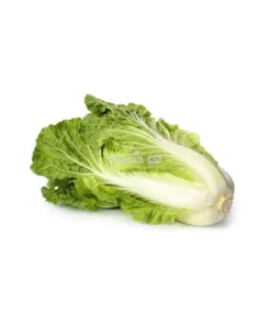 Chinese Cabbage (Chou Chinois piece)