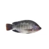 Tilapia Fish Small/kg