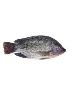 Tilapia Fish Small/kg