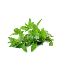 Mint leaves (Feuilles de Menthe) -Bunch