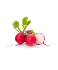 Radish - Radis (Bunch)