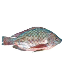 Tilapia Fish Big (Poisson )