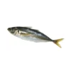 Thompson Fish (Poisson Thompson) 1Kg