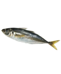 Thompson Fish (Poisson Thompson) 1Kg