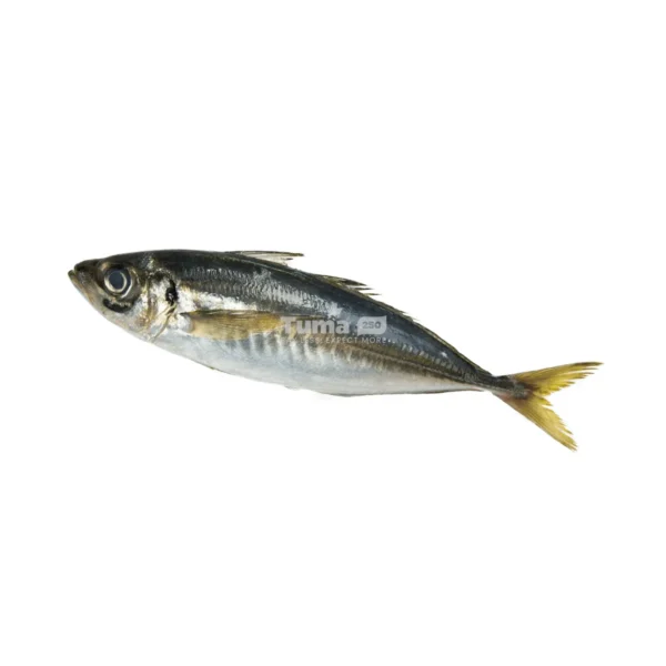 Thompson Fish (Poisson Thompson) 1Kg