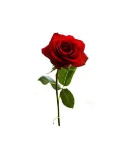 A piece of Red Rose