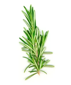 Fresh Rosemary/Bunch