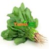 Spinach(Epinard) /Bunch
