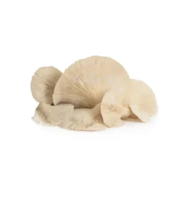 Fresh Mushroom/ Ibihumyo