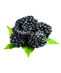 Blackberries In Box 125g