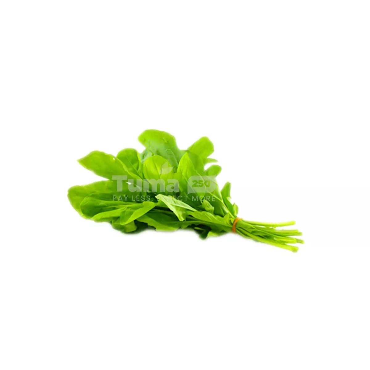 Fresh Rocket Leaf/bunch